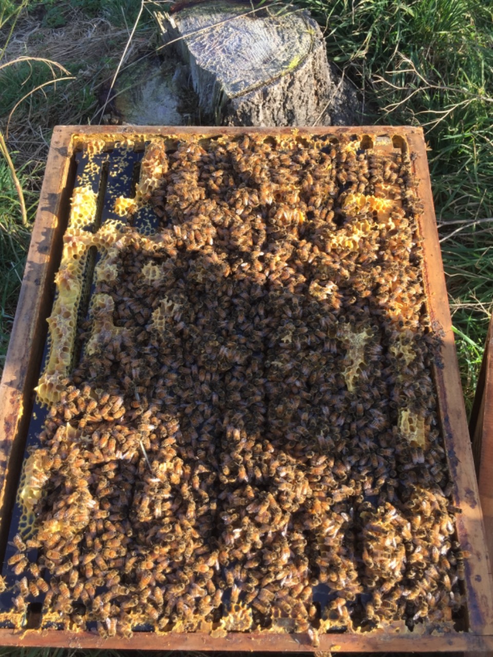 NATURE AT HER PUREST