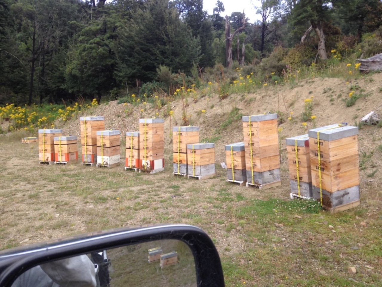 NATURE AT HER PUREST