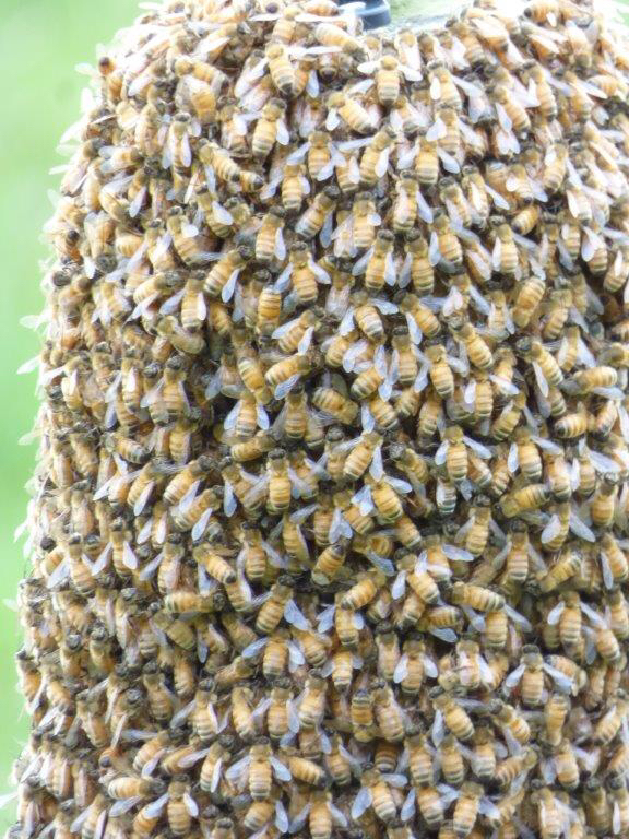 NATURE AT HER PUREST