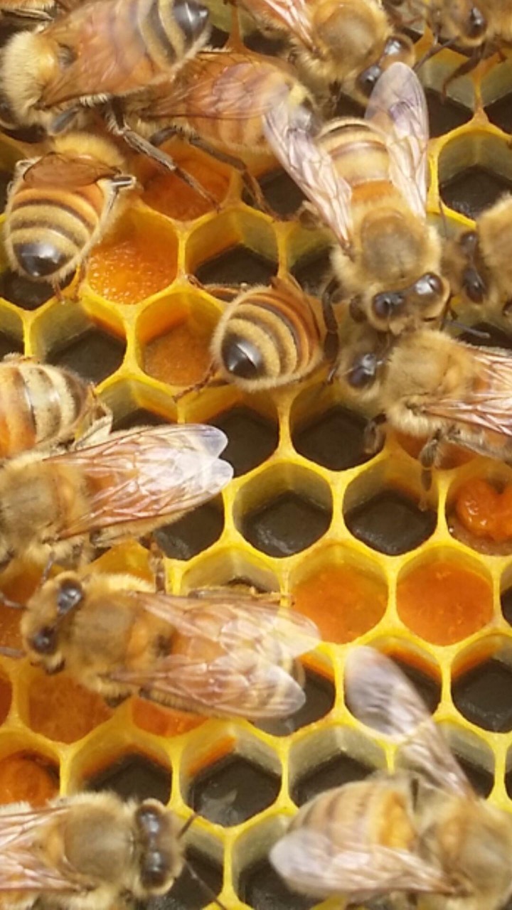 NATURE AT HER PUREST